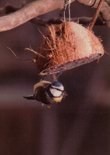 Blue tit on improvised feeder